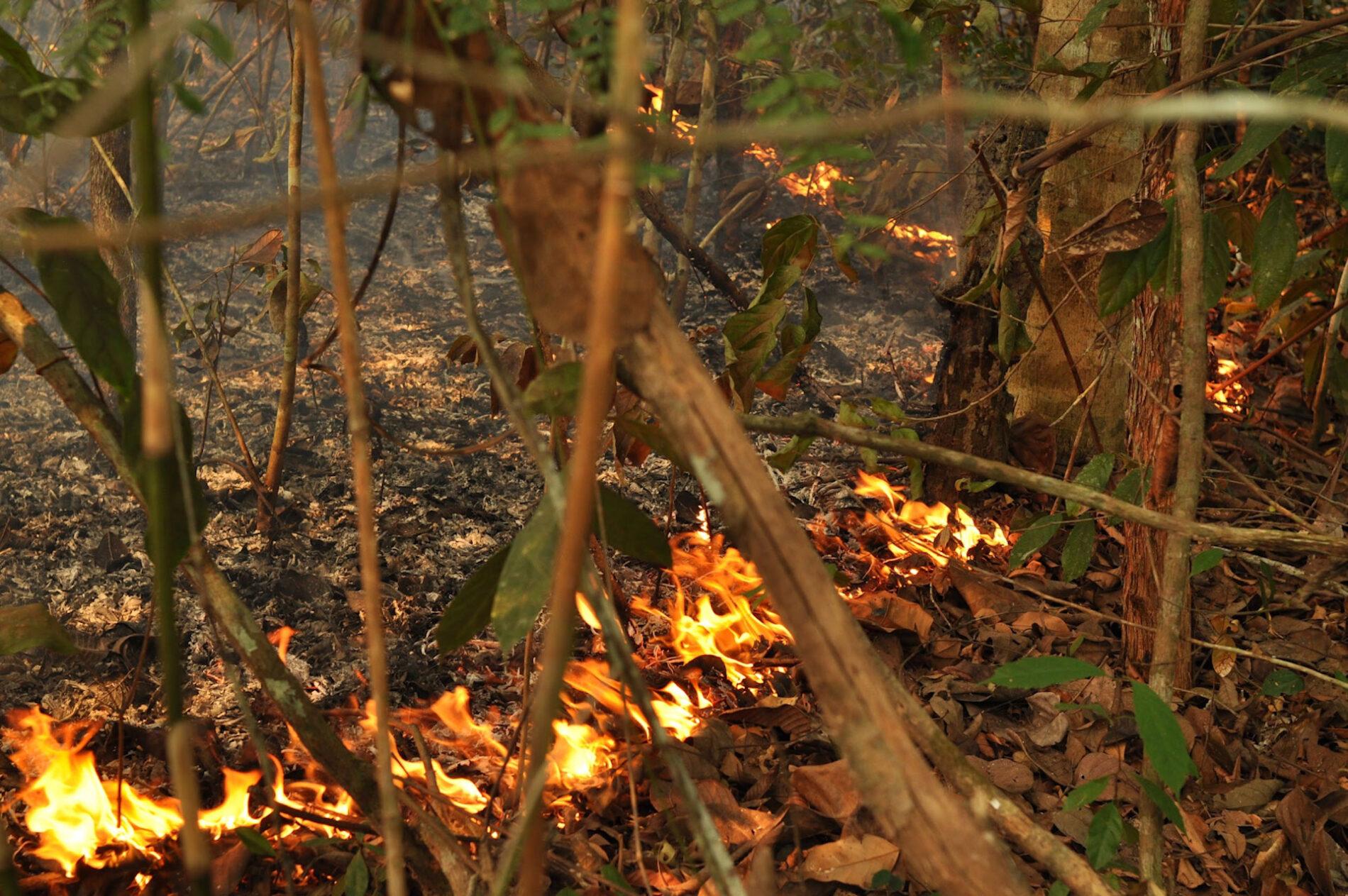 O fogo se arrasta pelo chão da Floresta Amazônica. Foto: Jos Barlow