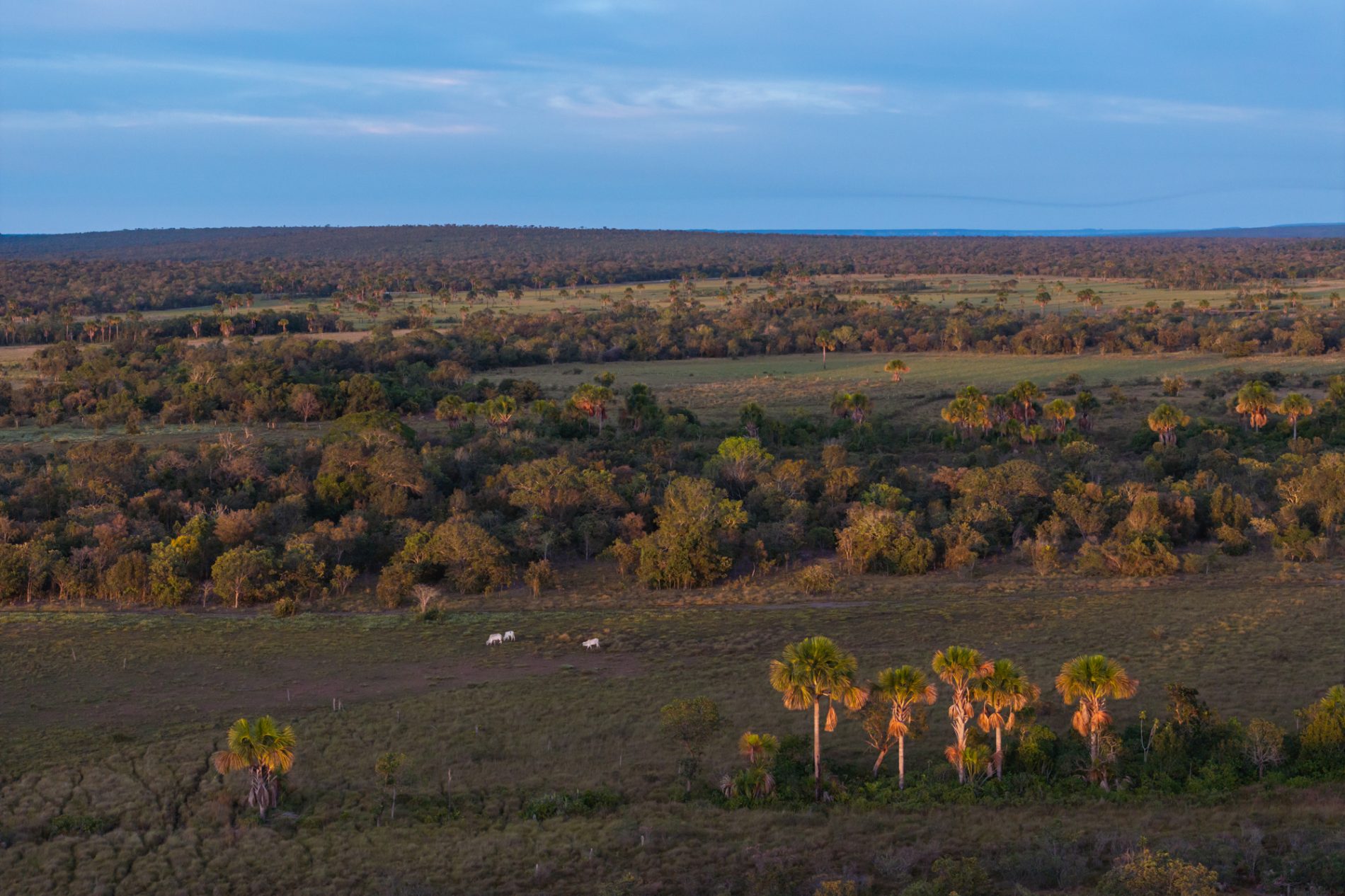 Foto aérea no por do sol mostra uma grand eárea de Cerrado preservada onde três cabeças de gado pastam.