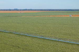 Vista de drone de uma plantação extensiva de grãos, com sistema de irrigação mecanizado em funcionamento, lançando jatos de água sobre a lavoura. O cenário é plano e se estende até o horizonte, com áreas de solo exposto e vegetação ao fundo.