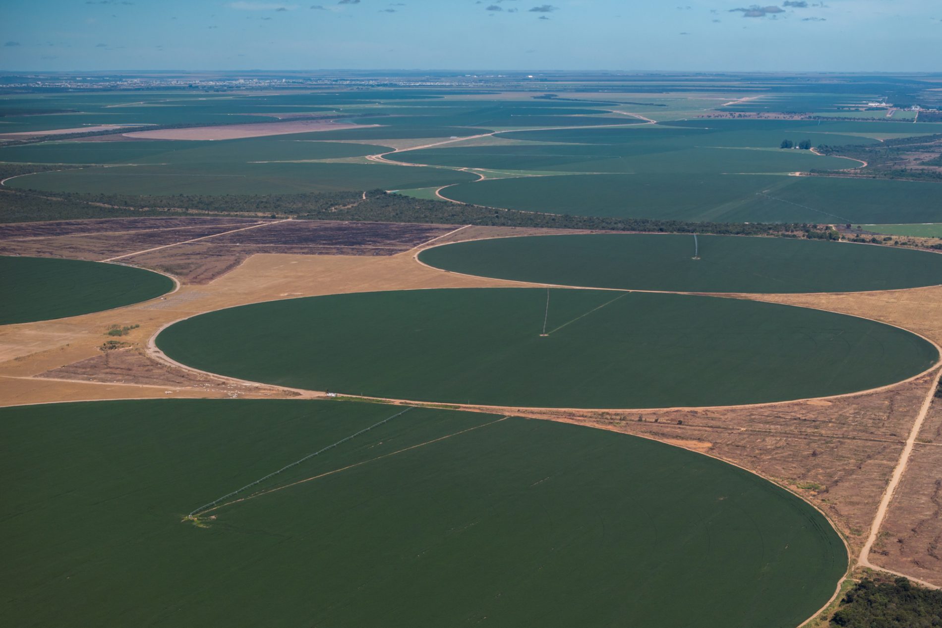 Vista aérea de grandes plantações circulares irrigadas por pivô central no Cerrado brasileiro, intercaladas por áreas desmatadas e faixas de vegetação nativa.