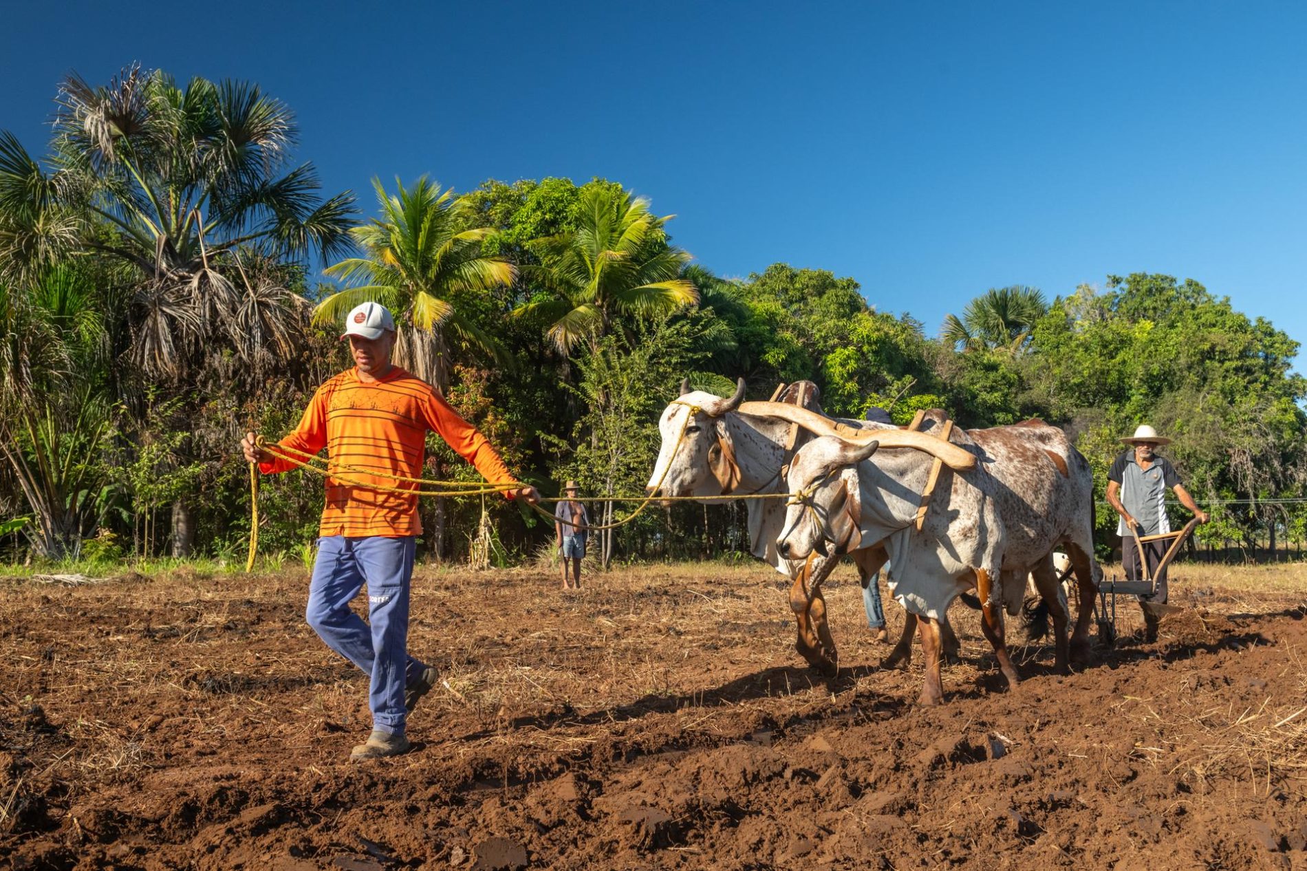 Homem de camisa laranja guia dois bois que puxam um arado de madeira em um campo de terra recém-arada, enquanto outro homem com chapéu de palha conduz o arado; ao fundo, árvores e palmeiras sob um céu azul claro.
