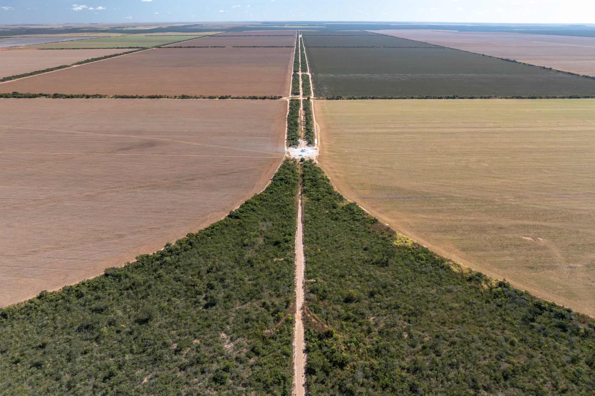 Vista aérea de uma paisagem rural marcada por grandes plantações. No centro da imagem, uma estrada de terra segue em linha reta até o horizonte, dividindo dois amplos campos agrícolas de cores diferentes. À frente, um corredor de vegetação nativa em formato triangular se estreita em direção à estrada. O contraste entre a mata remanescente e as áreas cultivadas evidencia a fragmentação do ambiente natural. O céu é claro, com poucas nuvens.