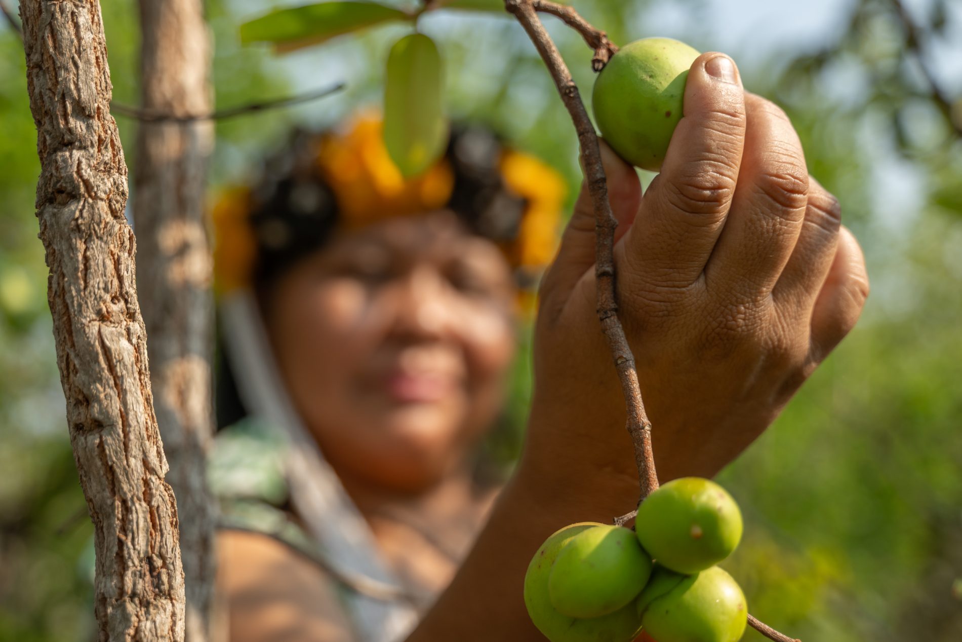 Mulher indígena segura fruto verde. Enquanto o fruto aparece no canto diretio da imagem, seu rosto está desfalcado