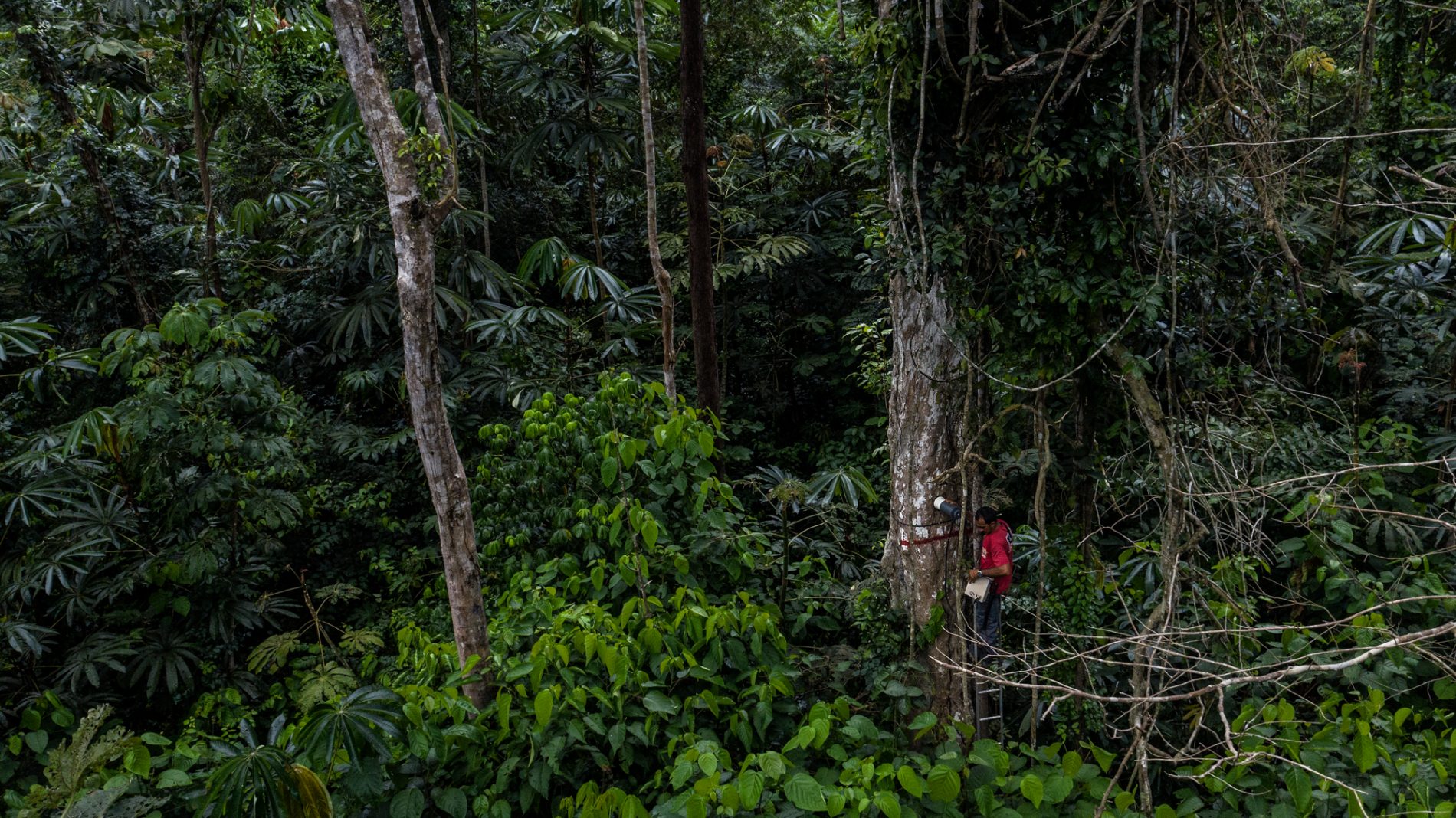 Homem sobe em uma árvore de grande porte em meio à vegetação densa da floresta amazônica, usando uma escada presa ao tronco.