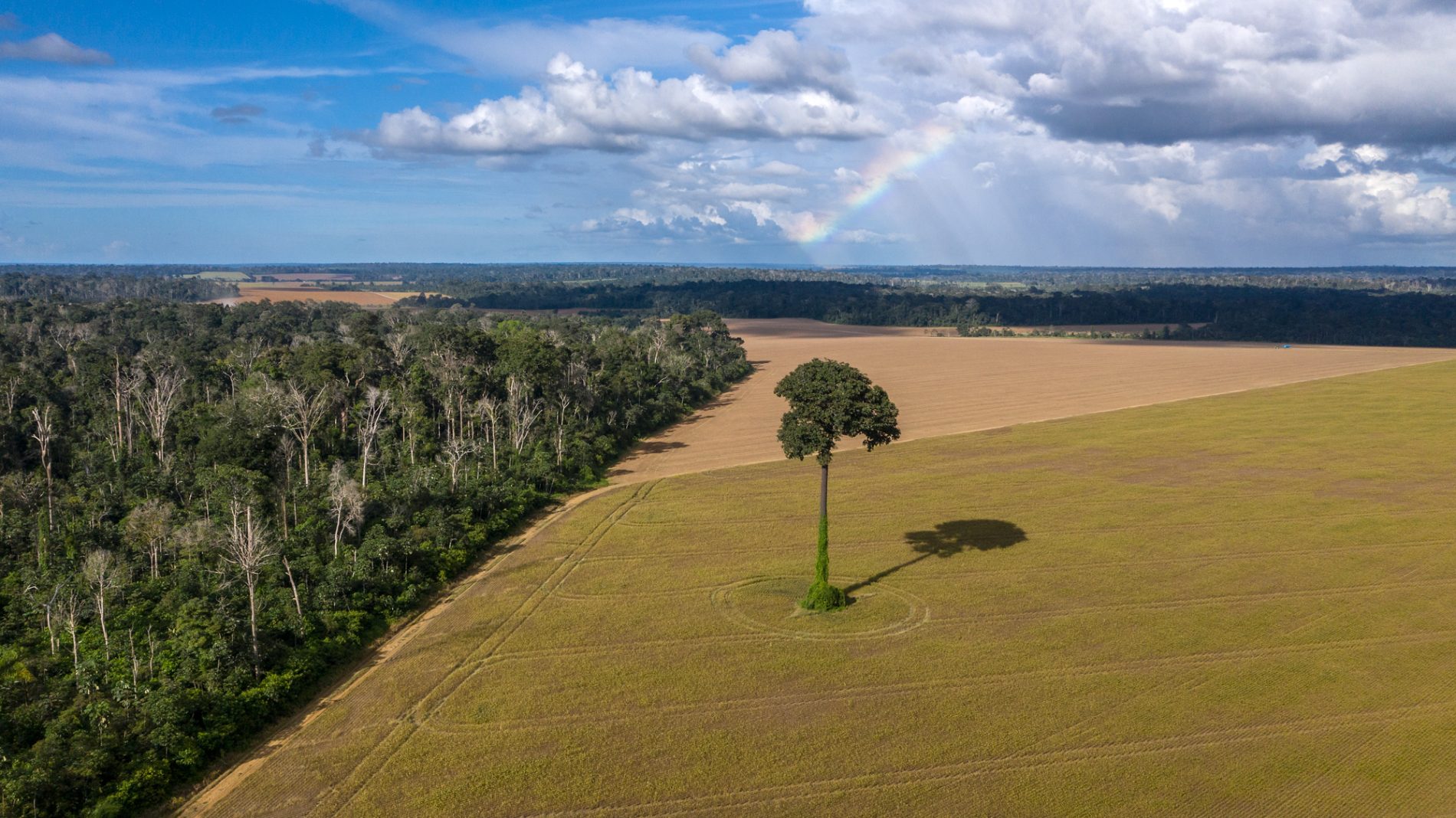 Vista aérea mostra uma grande plantação ao lado de um fragmento de floresta amazônica, com uma árvore isolada no meio da área agrícola e um arco-íris ao fundo.